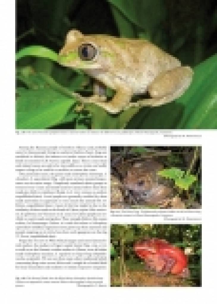 Status and Threats of Afrotropical Amphibians